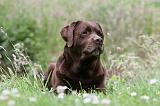 LABRADOR 418